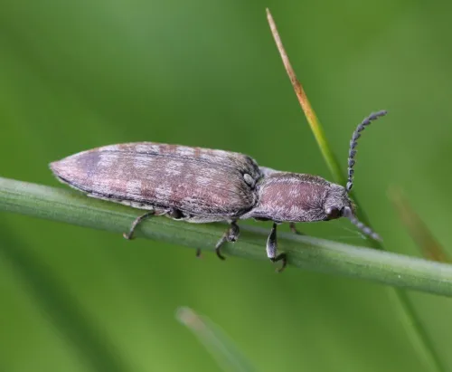 Marsh Click Beetle - photo 2