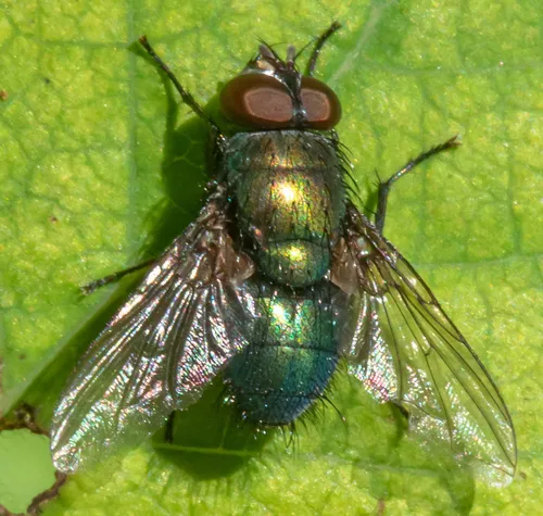 Marsh Greenbottle - Lucilia silvarum
