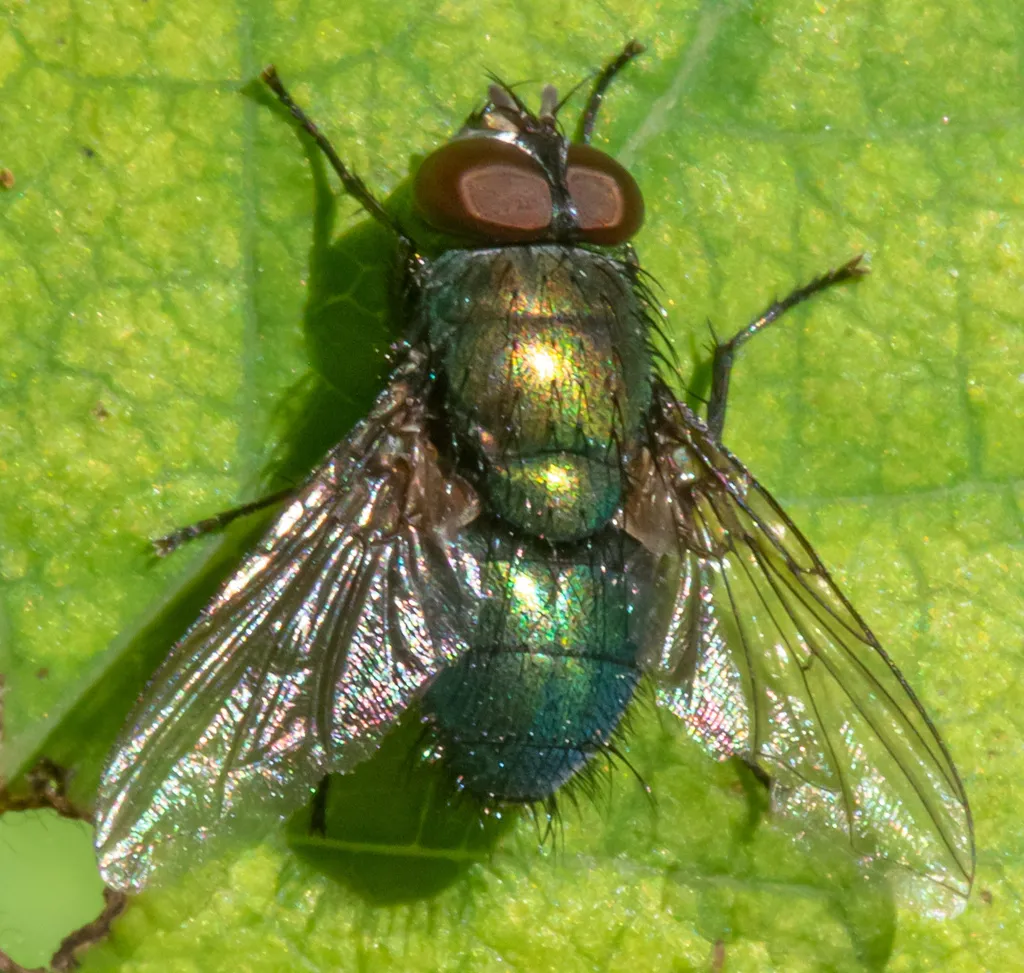 Marsh Greenbottle - photo 2