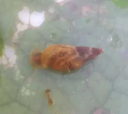 Marsh Snail agg.
