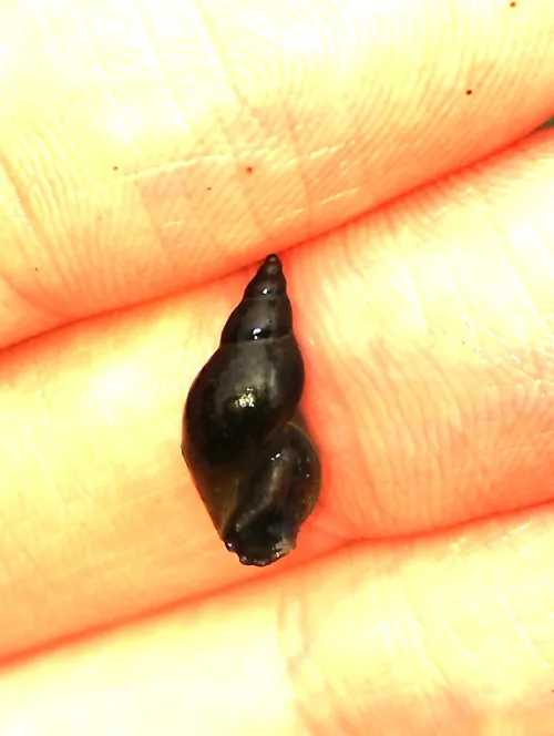 Marsh Snail agg. - photo 2