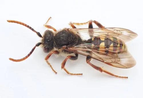 Marsham's Nomad Bee