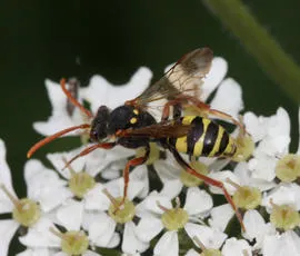 Marsham's Nomad Bee - photo 2