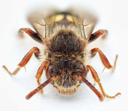 Marsham's Nomad Bee - photo 3