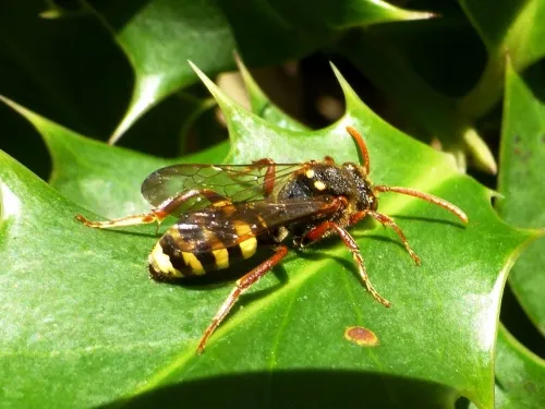 Marsham's Nomad Bee - photo 4