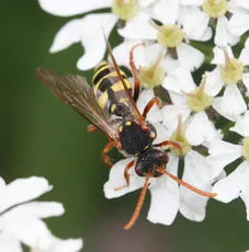 Marsham's Nomad Bee - photo 5