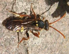 Marsham's Nomad Bee - photo 6