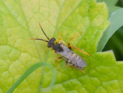 Marsham's Nomad Bee - photo 7