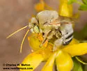 Martinapis occidentalis - photo 5