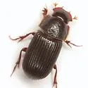 Martineziana dutertrei
