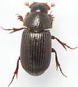 Martineziana dutertrei - photo 2
