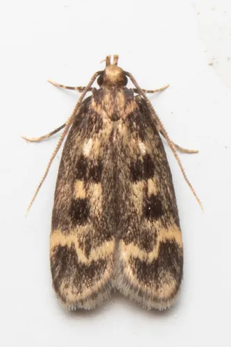 Square-spotted Martyringa Moth - photo 2