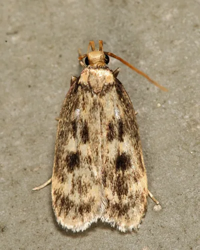 Square-spotted Martyringa Moth - photo 3