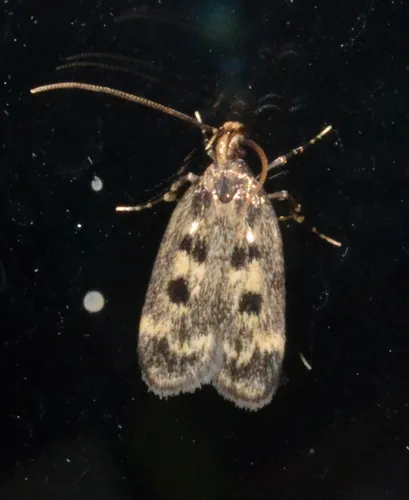 Square-spotted Martyringa Moth - photo 4