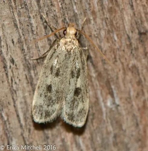 Square-spotted Martyringa Moth - photo 5