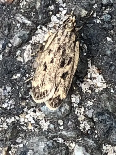 Square-spotted Martyringa Moth - photo 6