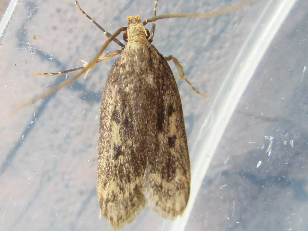 Himalayan Grain Moth - photo 2