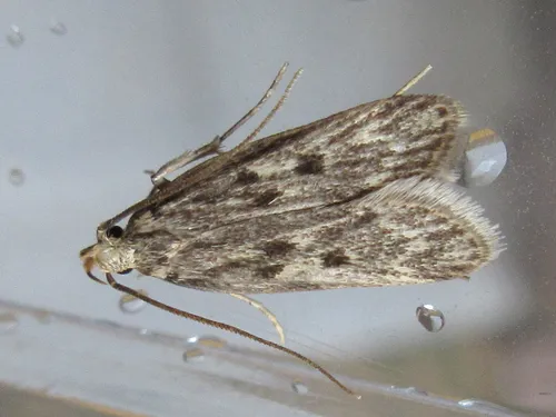 Himalayan Grain Moth - photo 3