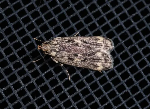 Himalayan Grain Moth - photo 4