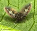 Maruina lanceolata