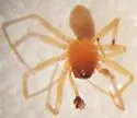 Masoncus conspectus