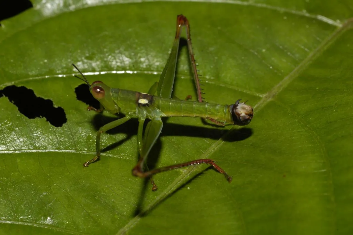 Mastacideidae - photo 3