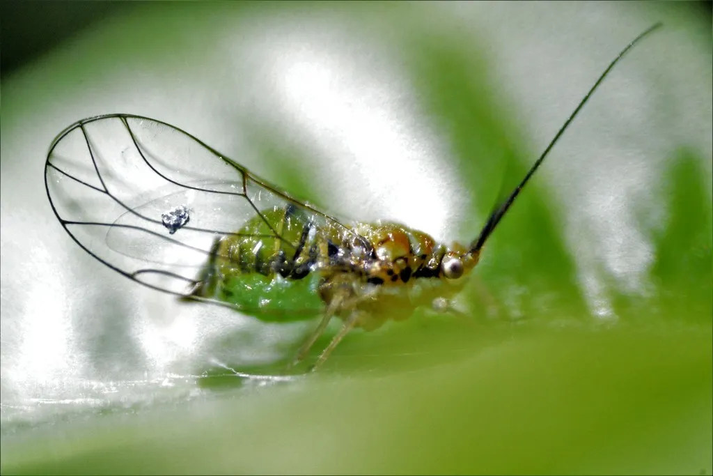 Mastigimatidae - photo 2