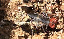 Florida Vinegaroon - photo 2