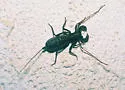 Tohono Vinegaroon