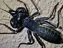 Tohono Vinegaroon - photo 2