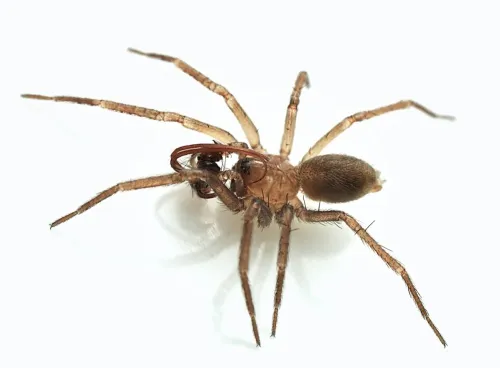Mastigusa diversa
