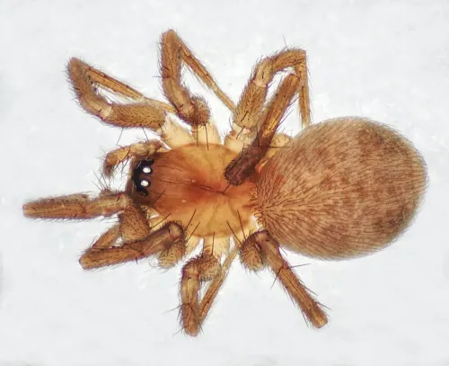 Mastigusa diversa - photo 5