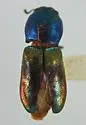 Mastogenius castlei