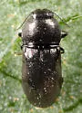 Mastogenius crenulatus