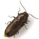 Mastogenius robustus
