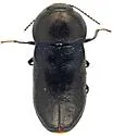Mastogenius robustus - photo 2
