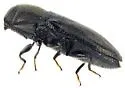 Mastogenius robustus - photo 3