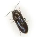 Mastogenius subcyaneus