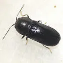 Mastogenius subcyaneus - photo 2