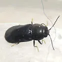 Mastogenius subcyaneus - photo 3