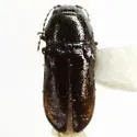 Mastogenius subcyaneus - photo 4