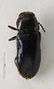 Mastogenius subcyaneus - photo 5