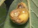 Mastophora bisaccata - photo 3