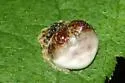 Mastophora hutchinsoni
