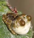 Mastophora leucabulba