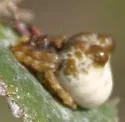 Mastophora leucabulba - photo 2