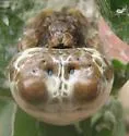 Mastophora leucabulba - photo 4
