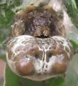 Mastophora leucabulba - photo 5