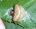 Mastophora phrynosoma