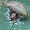 Mastophora phrynosoma - photo 4